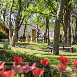 Landscape with trees and tulips at the Botanical Garden in Grapevine, TX.